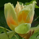 American Tulip Tree American Tulip Tree